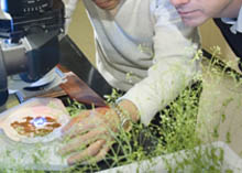 Importación paralela de productos fitosanitarios