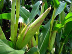El maíz mexicano
