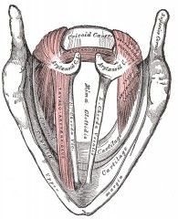 Intervención de glándula tiroides